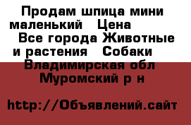 Продам шпица мини маленький › Цена ­ 15 000 - Все города Животные и растения » Собаки   . Владимирская обл.,Муромский р-н